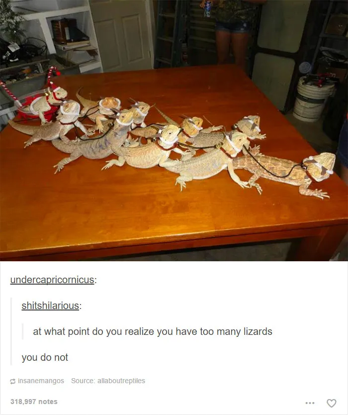 64 Animal Posts On Tumblr That Are Impossible Not To Laugh At
