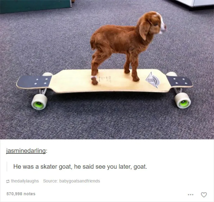 64 Animal Posts On Tumblr That Are Impossible Not To Laugh At