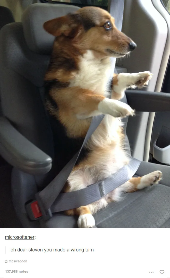 64 Animal Posts On Tumblr That Are Impossible Not To Laugh At