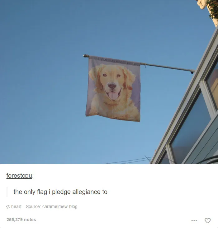 64 Animal Posts On Tumblr That Are Impossible Not To Laugh At