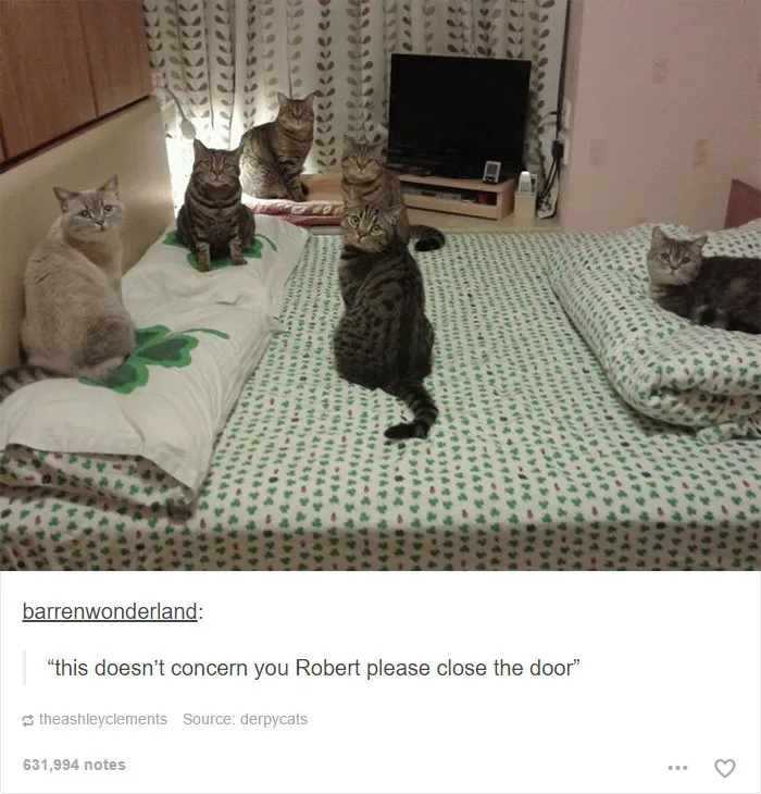 64 Animal Posts On Tumblr That Are Impossible Not To Laugh At