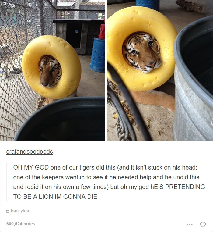 64 Animal Posts On Tumblr That Are Impossible Not To Laugh At