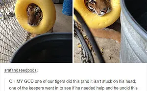 64 Animal Posts On Tumblr That Are Impossible Not To Laugh At