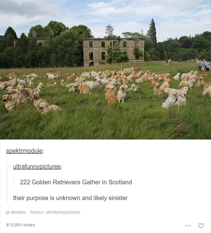 64 Animal Posts On Tumblr That Are Impossible Not To Laugh At