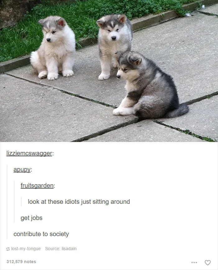64 Animal Posts On Tumblr That Are Impossible Not To Laugh At