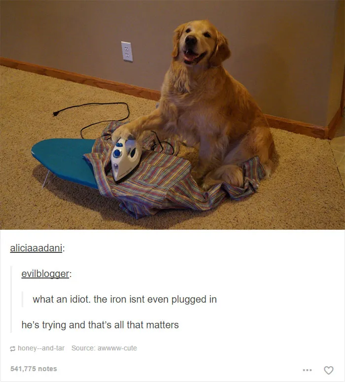 64 Animal Posts On Tumblr That Are Impossible Not To Laugh At