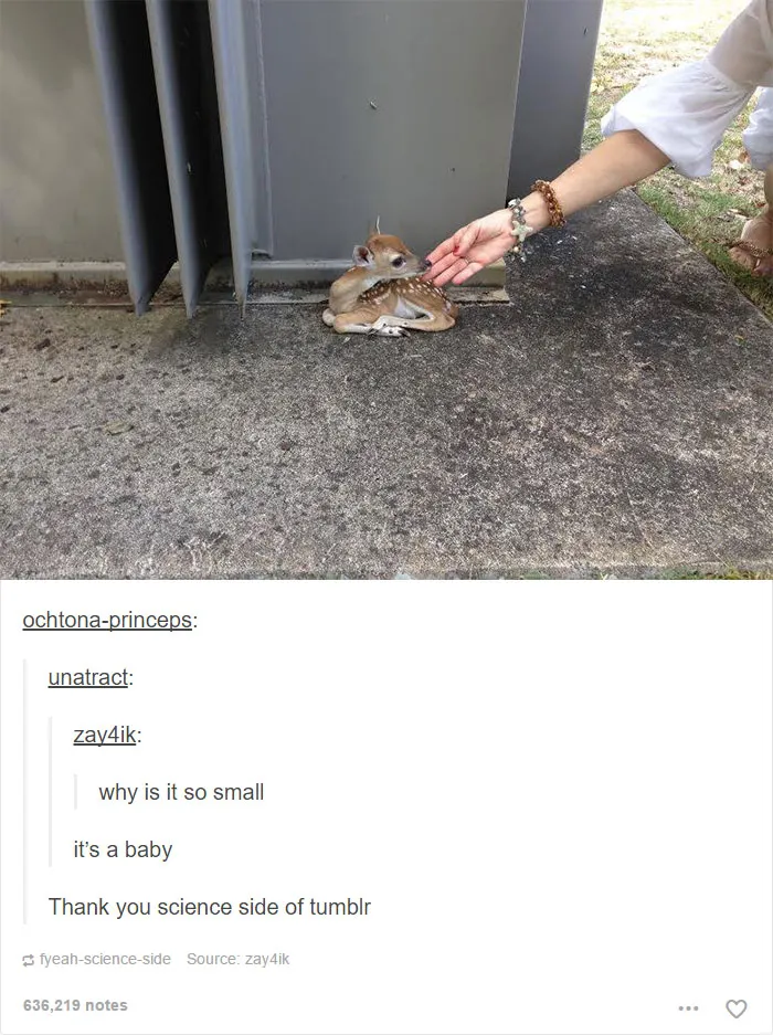 64 Animal Posts On Tumblr That Are Impossible Not To Laugh At