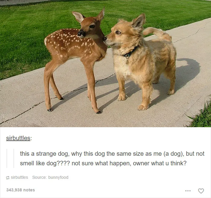 64 Animal Posts On Tumblr That Are Impossible Not To Laugh At