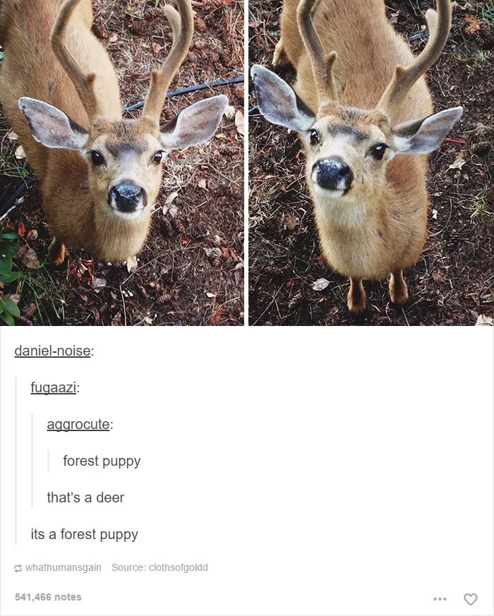 64 Animal Posts On Tumblr That Are Impossible Not To Laugh At