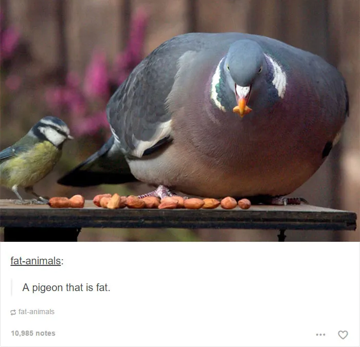 64 Animal Posts On Tumblr That Are Impossible Not To Laugh At