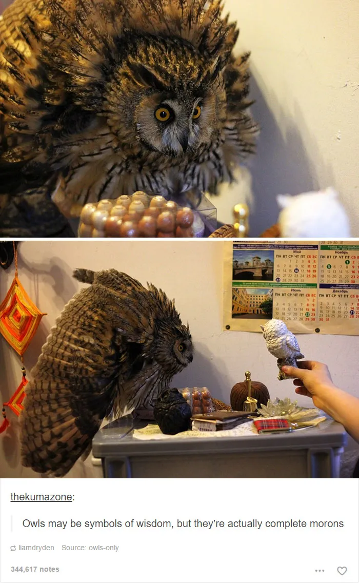 64 Animal Posts On Tumblr That Are Impossible Not To Laugh At