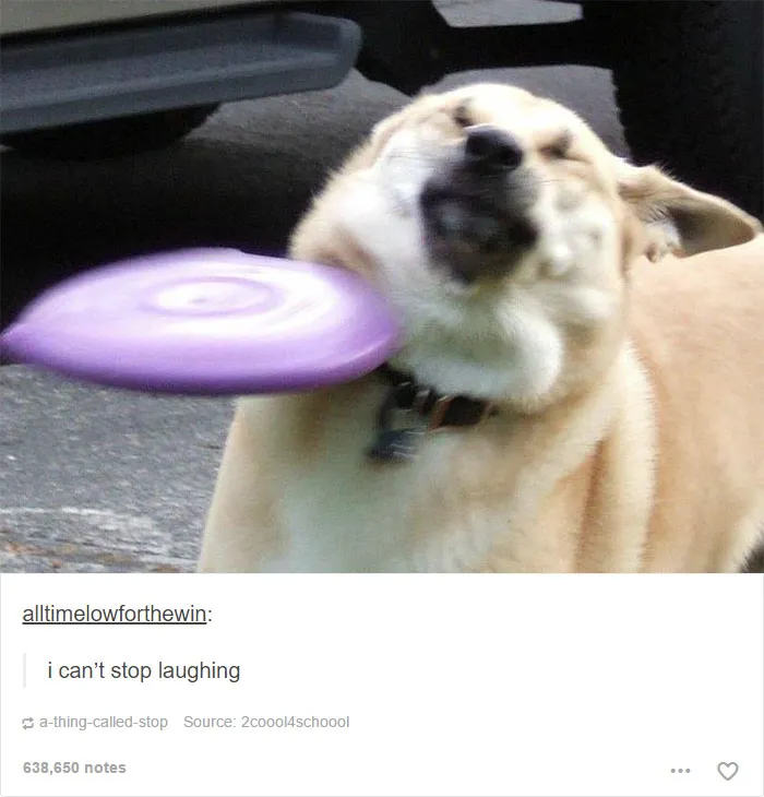 64 Animal Posts On Tumblr That Are Impossible Not To Laugh At