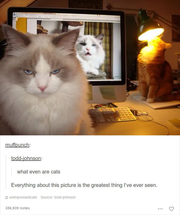 64 Animal Posts On Tumblr That Are Impossible Not To Laugh At
