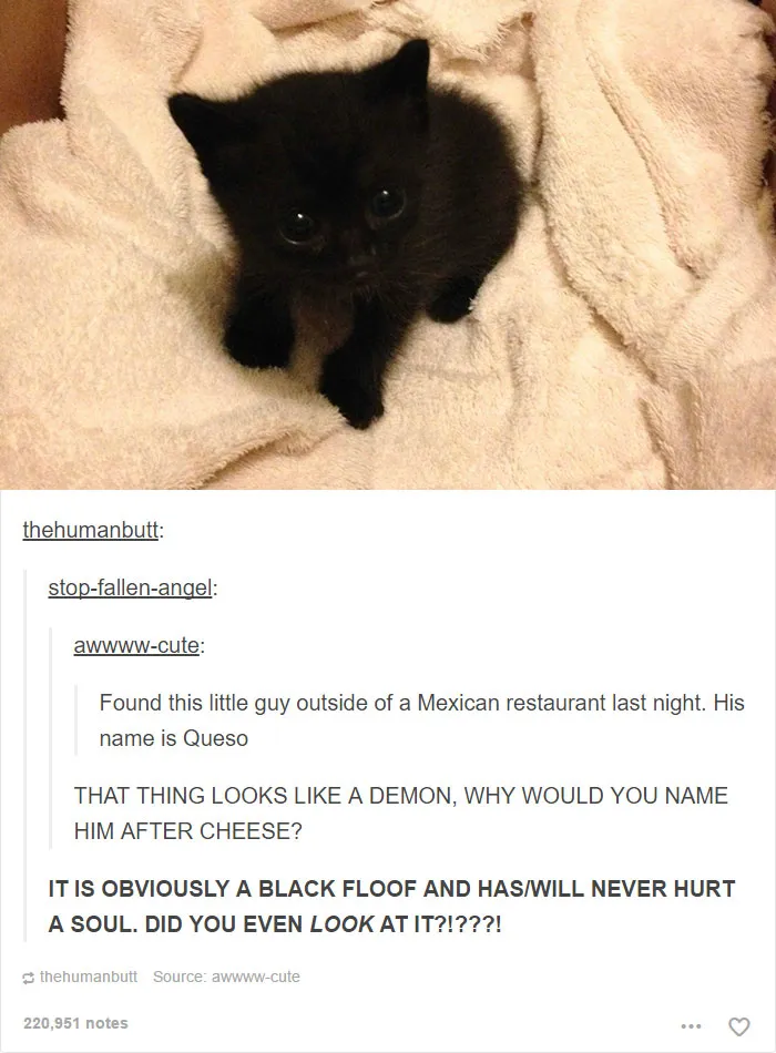 64 Animal Posts On Tumblr That Are Impossible Not To Laugh At