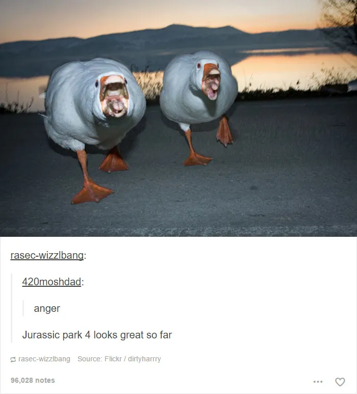 64 Animal Posts On Tumblr That Are Impossible Not To Laugh At