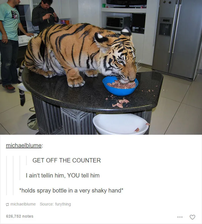 64 Animal Posts On Tumblr That Are Impossible Not To Laugh At