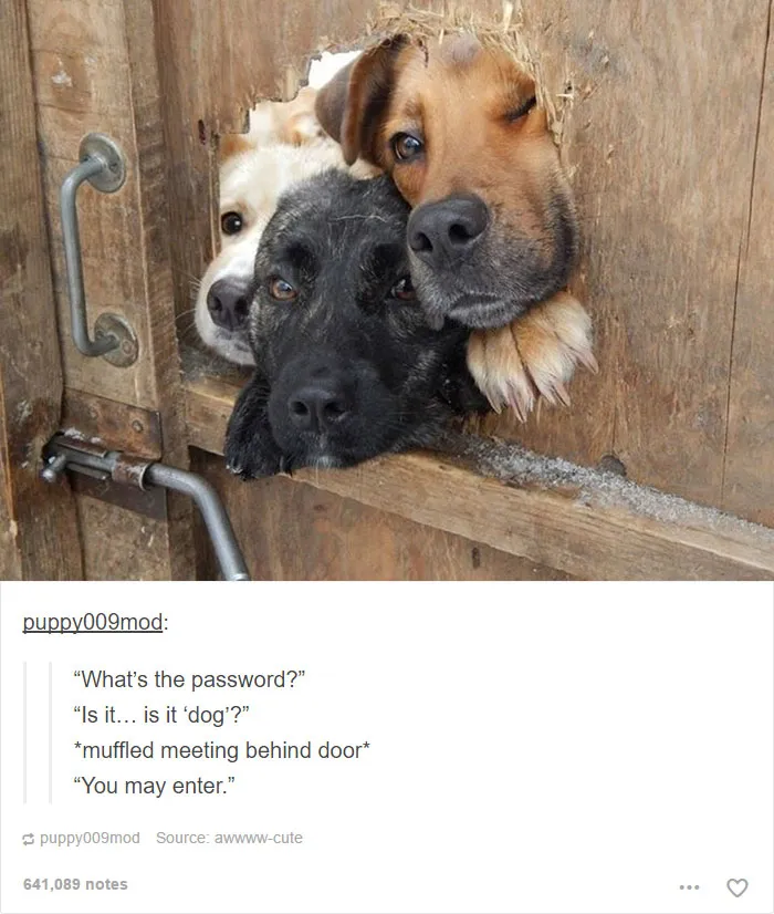 64 Animal Posts On Tumblr That Are Impossible Not To Laugh At