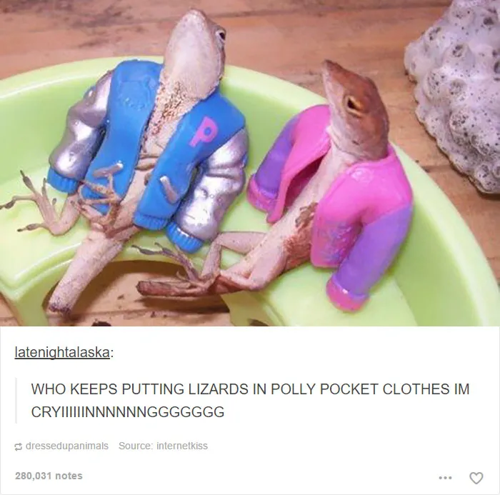 64 Animal Posts On Tumblr That Are Impossible Not To Laugh At