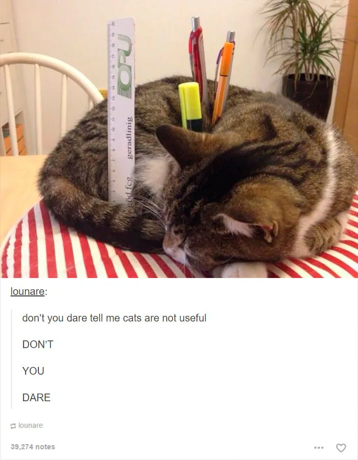 64 Animal Posts On Tumblr That Are Impossible Not To Laugh At