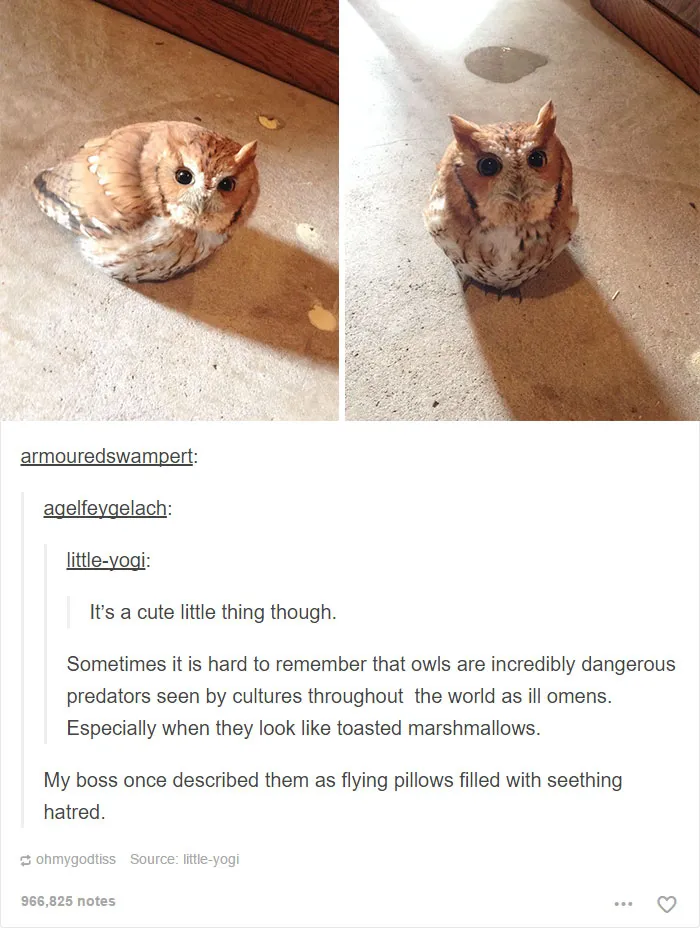 64 Animal Posts On Tumblr That Are Impossible Not To Laugh At