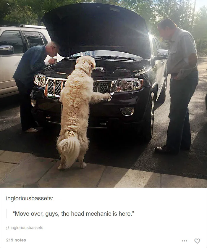 64 Animal Posts On Tumblr That Are Impossible Not To Laugh At