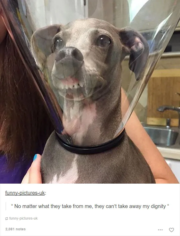 64 Animal Posts On Tumblr That Are Impossible Not To Laugh At