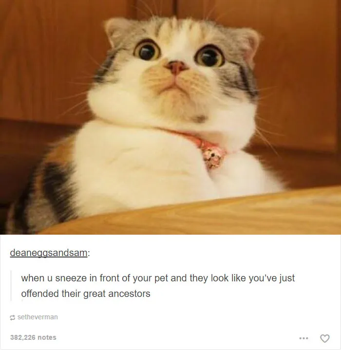 64 Animal Posts On Tumblr That Are Impossible Not To Laugh At
