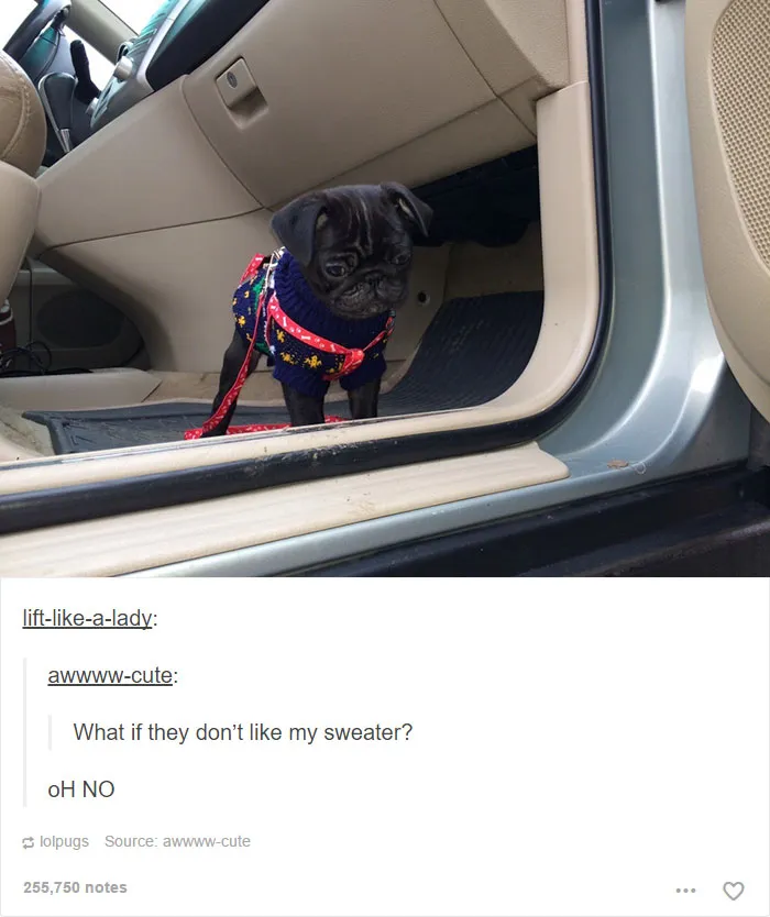 64 Animal Posts On Tumblr That Are Impossible Not To Laugh At