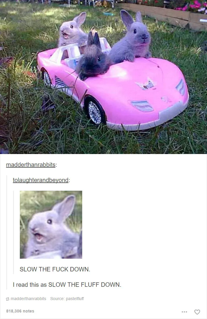 64 Animal Posts On Tumblr That Are Impossible Not To Laugh At