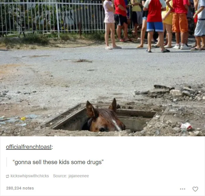 64 Animal Posts On Tumblr That Are Impossible Not To Laugh At