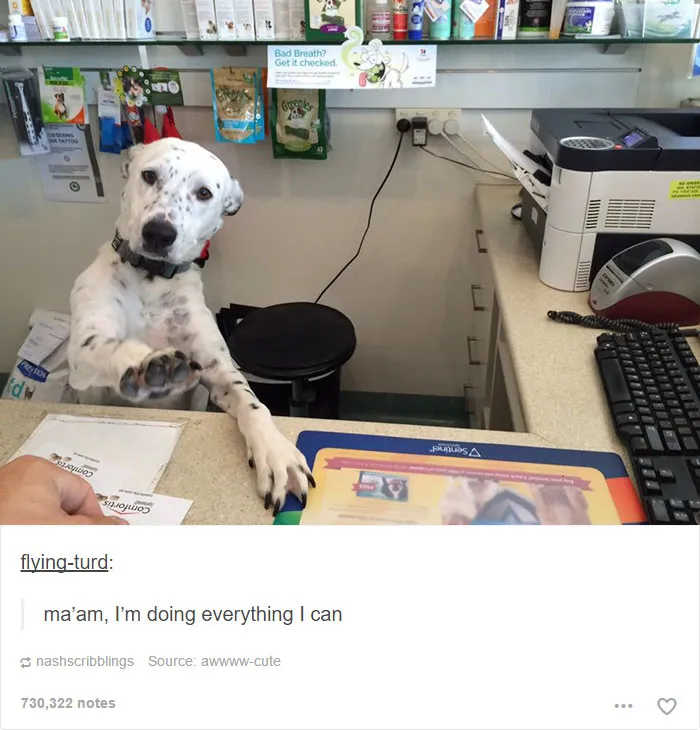 64 Animal Posts On Tumblr That Are Impossible Not To Laugh At