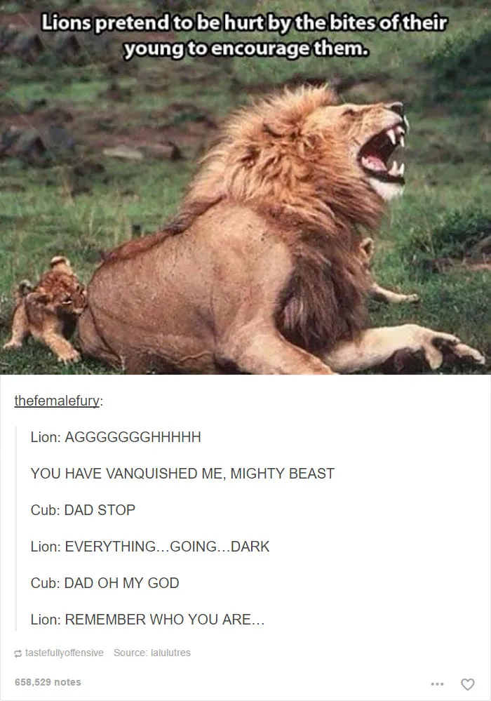 64 Animal Posts On Tumblr That Are Impossible Not To Laugh At