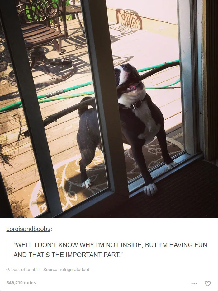 64 Animal Posts On Tumblr That Are Impossible Not To Laugh At