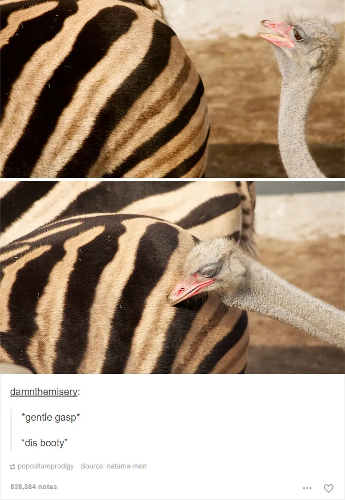 64 Animal Posts On Tumblr That Are Impossible Not To Laugh At