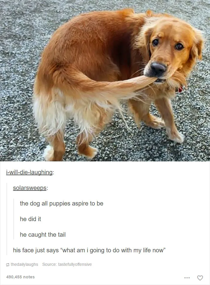 64 Animal Posts On Tumblr That Are Impossible Not To Laugh At