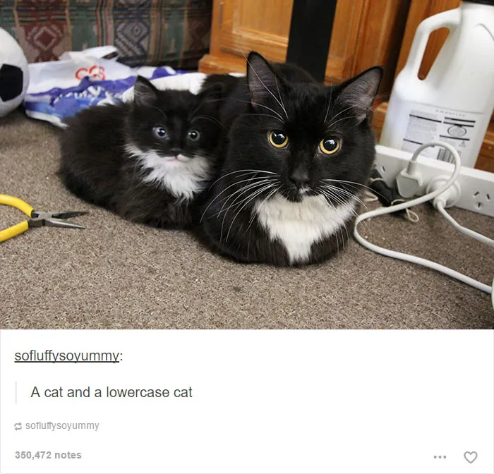 64 Animal Posts On Tumblr That Are Impossible Not To Laugh At