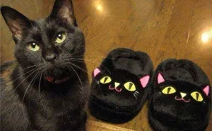 64 Animal Posts On Tumblr That Are Impossible Not To Laugh At