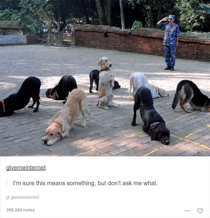 109 Dog Posts On Tumblr That Are Impossible To Get Through Without Smiling