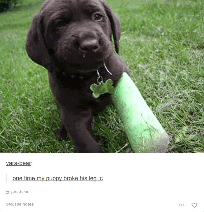 109 Dog Posts On Tumblr That Are Impossible To Get Through Without Smiling