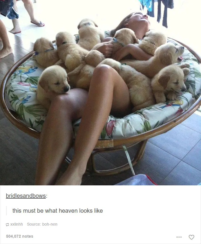 109 Dog Posts On Tumblr That Are Impossible To Get Through Without Smiling