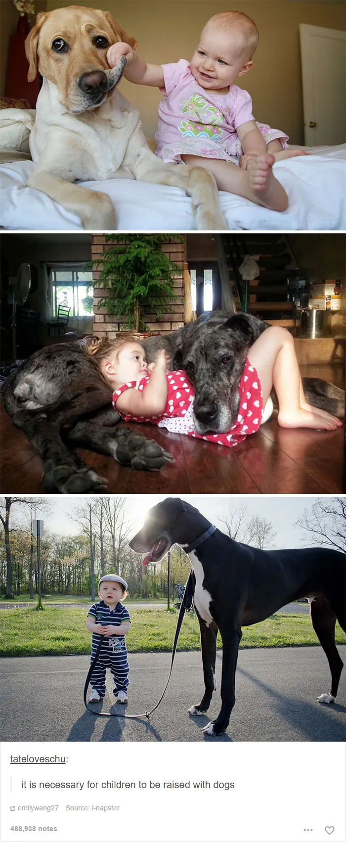 109 Dog Posts On Tumblr That Are Impossible To Get Through Without Smiling
