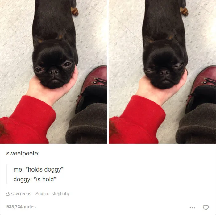 109 Dog Posts On Tumblr That Are Impossible To Get Through Without Smiling
