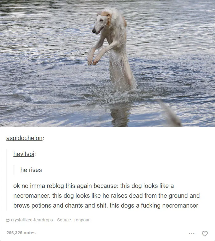 109 Dog Posts On Tumblr That Are Impossible To Get Through Without Smiling