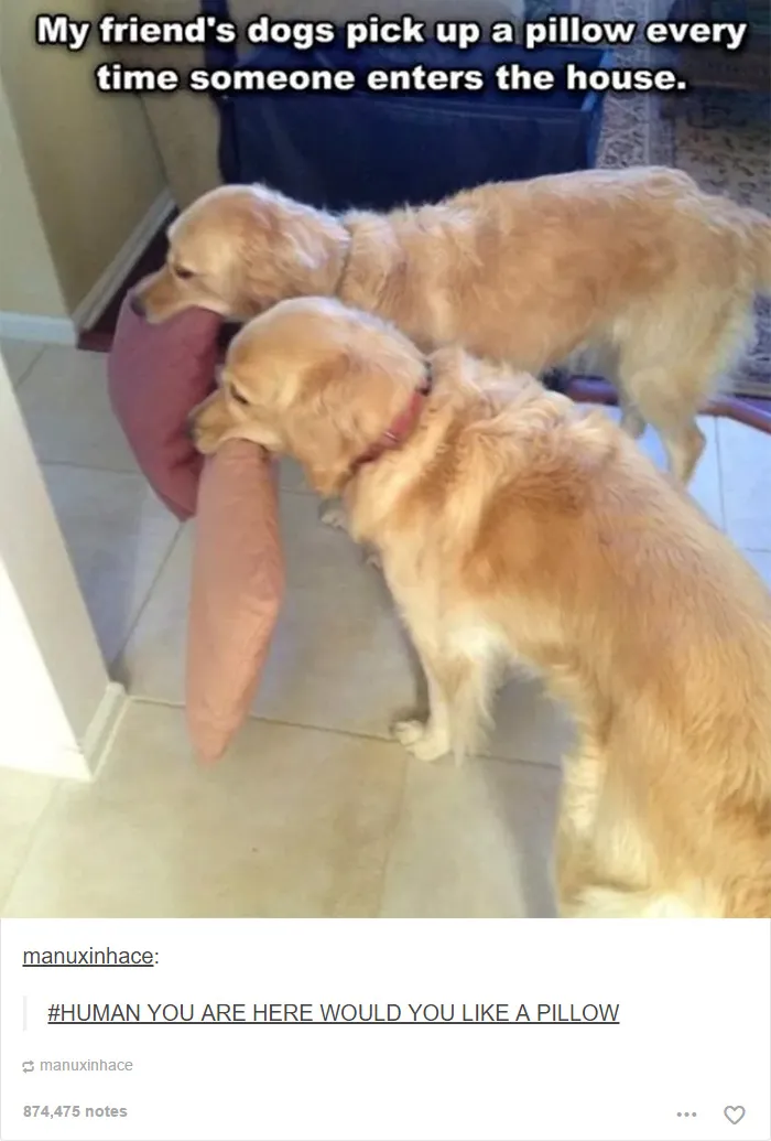 109 Dog Posts On Tumblr That Are Impossible To Get Through Without Smiling