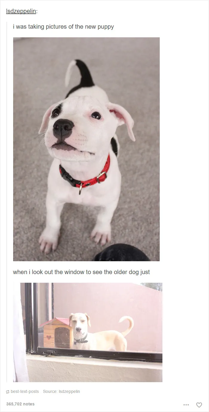 109 Dog Posts On Tumblr That Are Impossible To Get Through Without Smiling