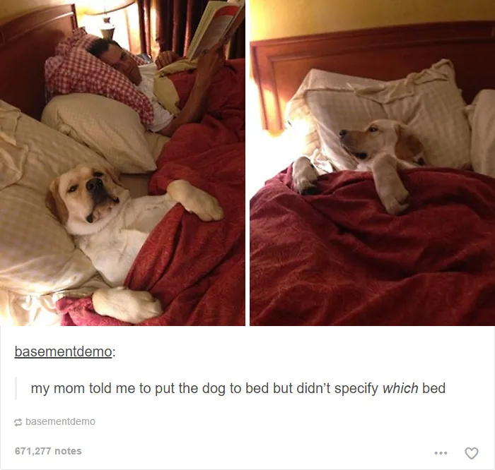 109 Dog Posts On Tumblr That Are Impossible To Get Through Without Smiling