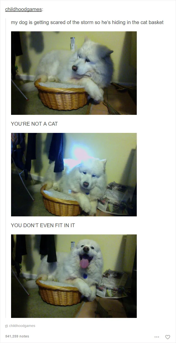 109 Dog Posts On Tumblr That Are Impossible To Get Through Without Smiling