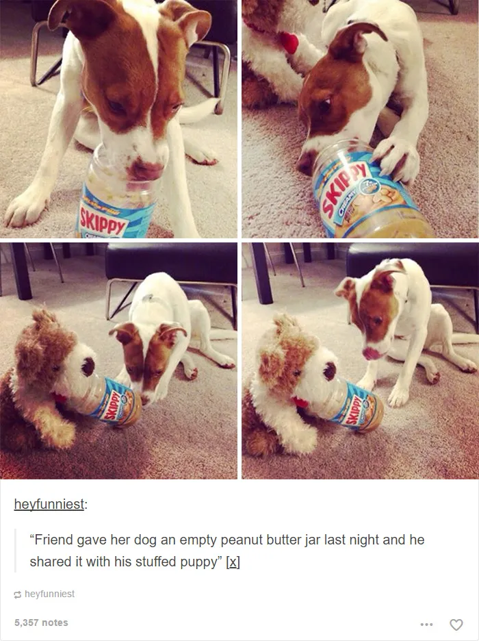 109 Dog Posts On Tumblr That Are Impossible To Get Through Without Smiling