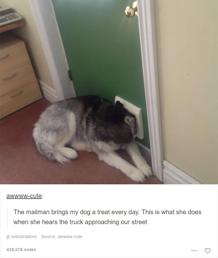 109 Dog Posts On Tumblr That Are Impossible To Get Through Without Smiling