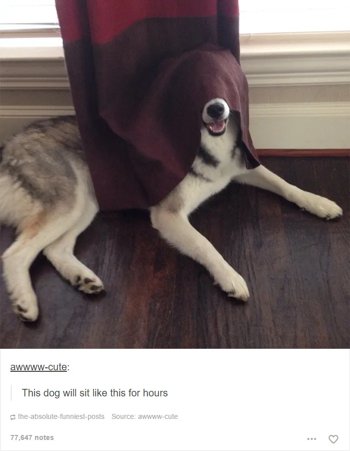 109 Dog Posts On Tumblr That Are Impossible To Get Through Without Smiling